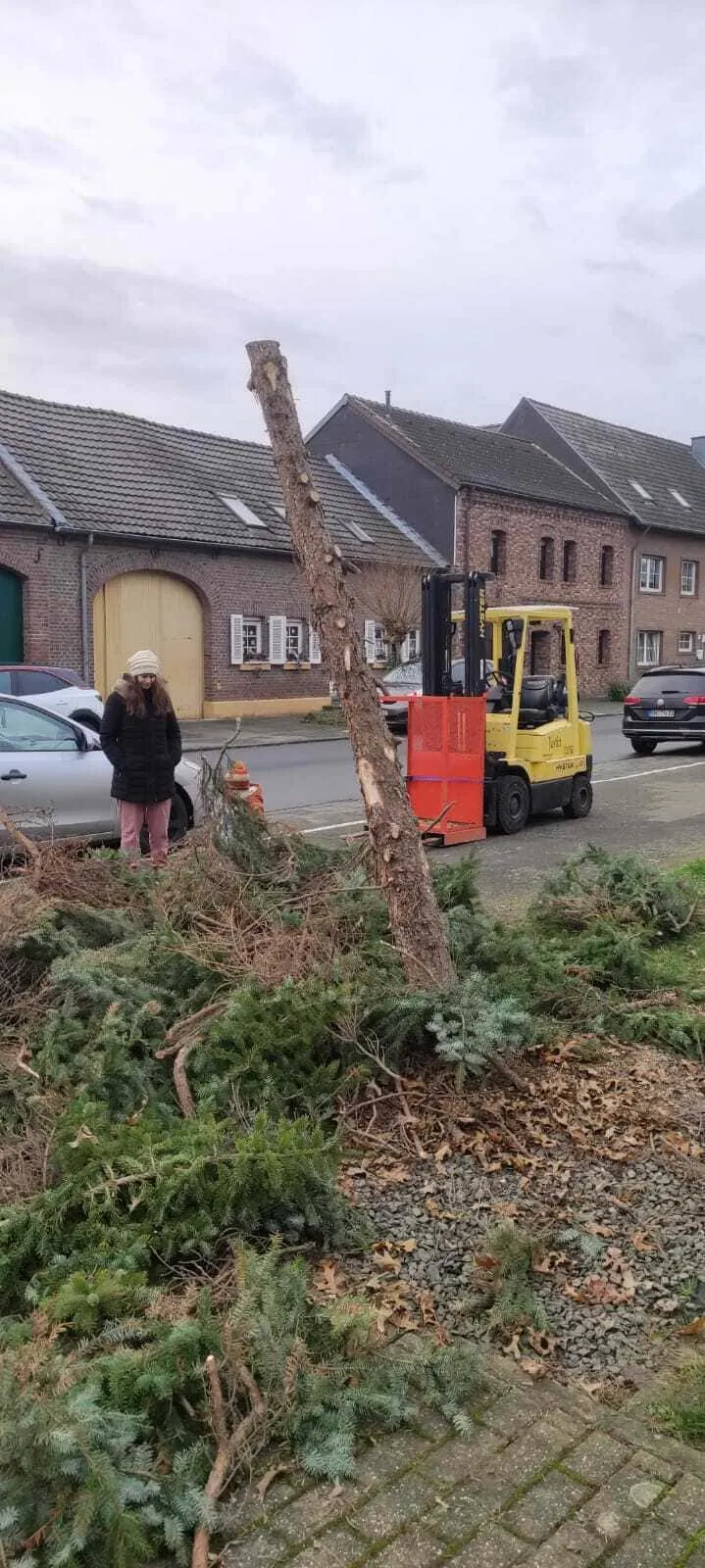Gefällter Christbaum-Stamm wird per Gabelstapler abtransportiert